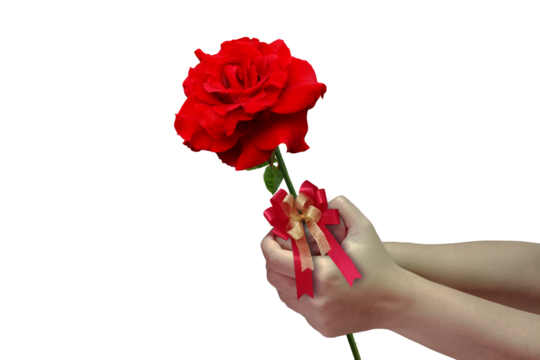 Close-up of two hands holding a stem of a fresh red rose tied with a red bow symbolizing the giving of love isolated on a png file on a transparent background.