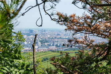 Scenic view of Vienna cityscape framed by lush green and dry pine branches from a hilltop vantage point in summer.