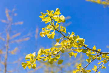 bright yellow ginkgo tree in autumn under clear blue sky
