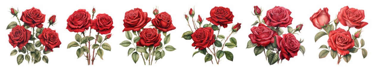 Fototapeta premium PNG Elegant red roses border design, element set on transparent background