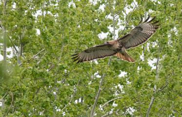 Red-tailed hawk searching