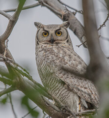 white great-horned owl