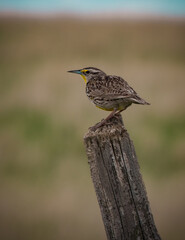 western meadowlark on post