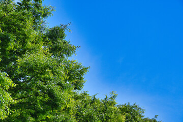 Fototapeta premium 新緑の美しい緑の木と青空 コピースペースあり Beautiful fresh green trees and blue sky with copy space