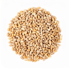Fototapeta premium Triticale Grains on Isolated White Background – Hybrid Cereal Grain with Uniform Shape and Professional Lighting