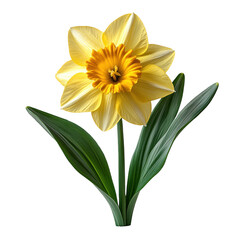 Fototapeta premium Single Yellow Daffodil Flower on Black Background on transparent background