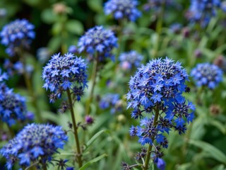 Fototapeta premium Detailed Blue Borage Flowers - Lifelike Garden Scene