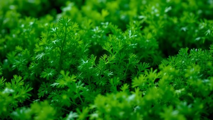 Fototapeta premium Hyperrealistic Parsley Patch - Cinematic Greens