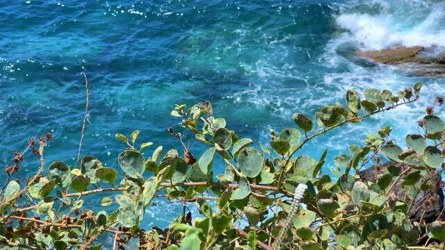 Capers in the sun on the Mediterranean coast in Gazipasa. Flowering capers on a hill by the sea near Alanya. The fruits of a thorny shrub called the caper bush. T&uuml;rkiye. 4К