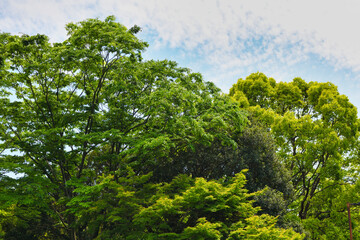 Fototapeta premium 新緑の緑の木と美しい空 コピースペースあり Fresh green trees and beautiful sky with copy space