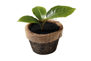 Green sapling in eco-friendly pot on black background, cut out