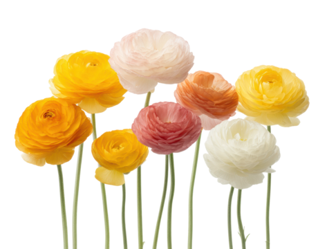 Colorful ranunculus flowers against black background, cut out