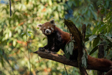 red panda in tree at Darjeeling Zoo 