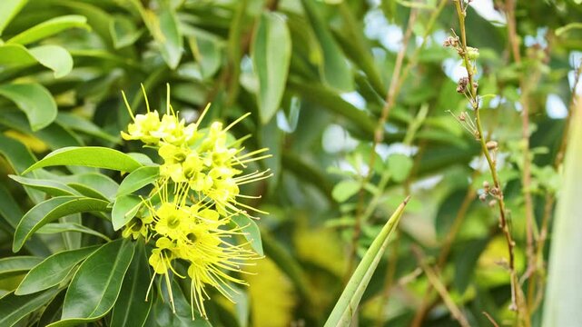 Vibrant Xanthostemon Blooms in Coffs Harbour Garden