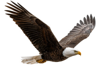 Fototapeta premium Majestic bald eagle in flight, cut out