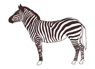 zebra isolated on white