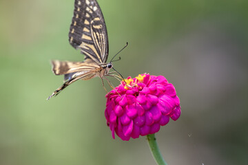 花の蜜を吸うアゲハチョウ
