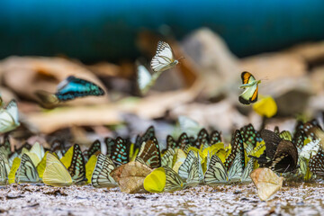 Many butterflies are eating on the ground.