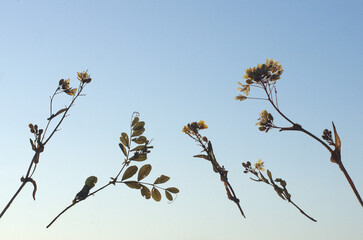 “空飛ぶ葉っぱ”　果てしなく広がる大空に悠々と舞っている無重力の世界。ここだけが安住の空間。
大空に吸い込まれるように羽ばたいている。私は今、葉っぱと一緒に大空を漂っている。
時折、不穏な風がやってきて吹き飛ばされそうになる。すると、私の心に不安な気持ちが立ち込めてきた。とてつもなく大きな危機が迫ってくる予感。暗黒の空が地球を覆い始めた。大丈夫か地球。この優しくいとおしい地球を守らなければならない