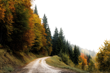 Autumn forest path with evergreen trees and colorful foliage, cut out
