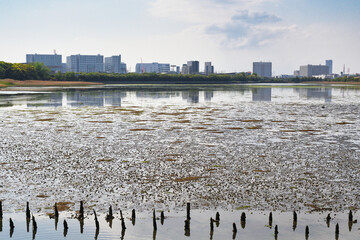 青空に映える谷津干潟 （ラムサール条約湿地） コピースペースあり（日本千葉県習志野市）Yatsu-higata Tidal Flat (Yatsu Higata tidal flat) （Ramsar Site）against the blue sky, copy space available (Narashino City, Chiba Prefecture, Japan)