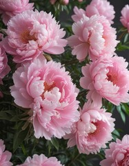 Full bloom pink peonies, soft focus, gentle light, refined aesthetic, gentle, art