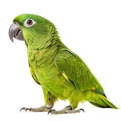 Obraz premium This isolated green parrot, a colorful tropical bird with a distinct beak and vibrant feathers, is set against a clean white background