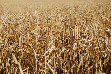 Wheat or rye growing in a farm field in summer	