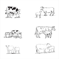 Group cow vector design