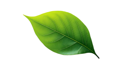 Green leaf against Transparent Background