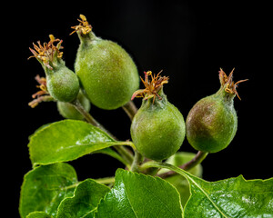 Apple Fruitlets on a Branch Against Black