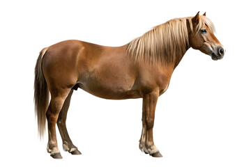 Obraz premium Beautiful haflinger horse isolated on a white background png ai generated