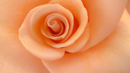 Within the heart of the bloom, each petal plays its part in a graceful spiral, radiating softness and capturing the soul of the flower’s essence.