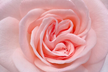Blurred for background.Close-up A blooming pastel rose offers a peaceful visual with silky petals and soft blur, ideal for subtle floral designs.