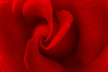 The deep red bloom fills the frame, each petal rich in color, softly dissolving i