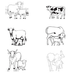Group cow vector design