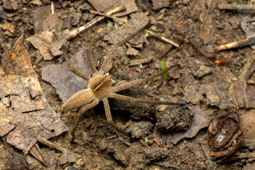 Nursery Web Spider - Pisaura mirabilis, beautiful small ground spider from European forests and meadows, Zlin, Czech Republic.