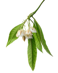 Elaeocarpus grandiflorus flowers, White Fairy Petticoat flower isolated on white background with...