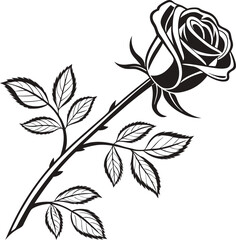 black and white rose
