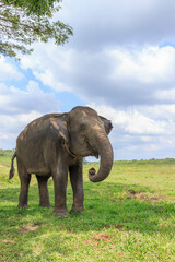 Obraz premium Sumatran elephant (Elephas maximus sumatranus) in Way Kambas National Park Lampung Indonesia