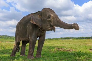 Sumatran elephant (Elephas maximus sumatranus) in Way Kambas National Park Lampung Indonesia
