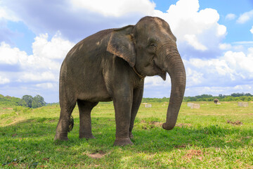 Fototapeta premium Sumatran elephant (Elephas maximus sumatranus) in Way Kambas National Park Lampung Indonesia