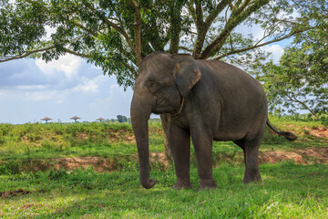 Sumatran elephant (Elephas maximus sumatranus) in Way Kambas National Park Lampung Indonesia