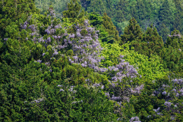 新緑の中、山藤が満開に咲いている。
新緑が美しい渓谷。
神奈川県清川村、早戸川林道-2025年

