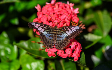 Parthenos sylvia butterfly with light blue wings rests on a bright red Ixora flower in Singapore's...