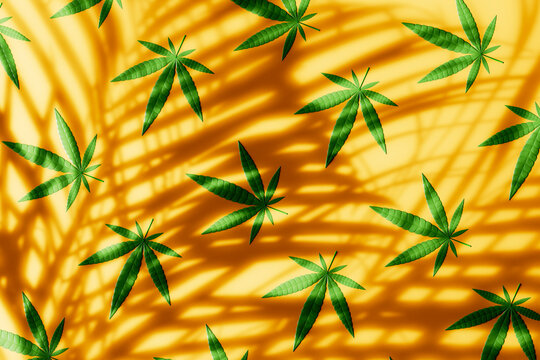 3D render of cannabis leaves with palm shadows on orange backdrop