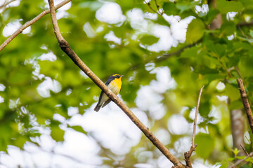 新緑の林で美しくさえずる可愛いキビタキ（ヒタキ科）
英名学名：Narcissus Flycatcher, (Ficedula narcissina, family comprising the flycatchers) 
新緑が美しい渓谷。
神奈川県清川村、早戸川林道-2025年
