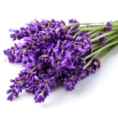 Lavender bunch isolated on transparent background