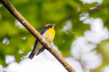 新緑の林で美しくさえずる可愛いキビタキ（ヒタキ科）
英名学名：Narcissus Flycatcher, (Ficedula narcissina, family comprising the flycatchers) 
新緑が美しい渓谷。
神奈川県清川村、早戸川林道-2025年
