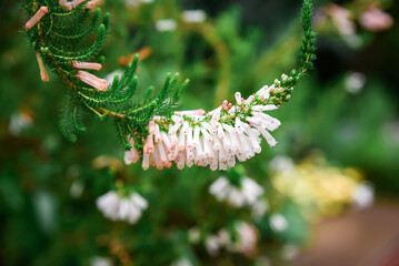 Macro view of Heath erica (syn. Erica herbacea) flowers with unique cream-pink to orange-tipped...